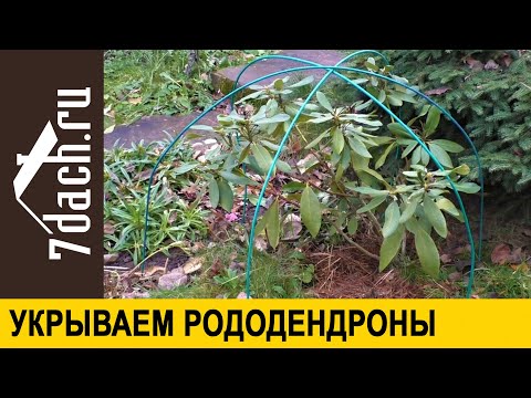 Видео: 👩‍🌾 Укрываем рододендрон (азалию): как это правильно сделать и когда уже пора - 7 дач