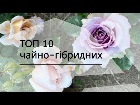 Видео: ТОП 10 чайно-гібридних троянд які я рекомендую