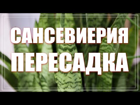 Видео: САНСЕВИЕРИЯ ПРЕСАДКА. Как пересаживать сансевьеру