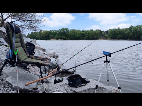Видео: ВЕСНЯНІ КОРОПИ! Клюють аж гай шумить. Фідерна рибалка 2024 на камнях
