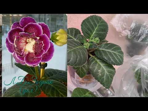 Видео: 27.05.21.Глоксинии.