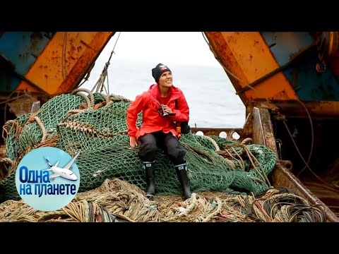 Видео: Курилы. Что-то хорошее… Одна на планете 🌏 Моя Планета