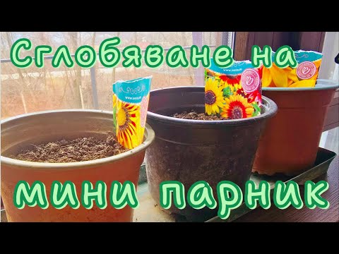 Видео: Сглобих си мини парник. Направих разсад от цветя.