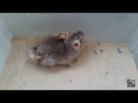 Видео: Можно ли мыть песок для шиншилл? Хороший и плохой песок для купания шуш. Банный день у семьи шиншилл