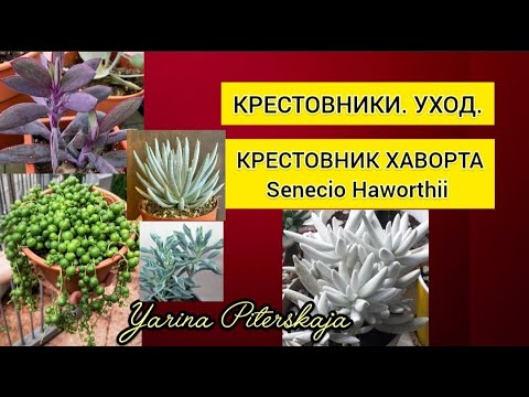 Видео: Крестовники. Уход. Крестовник Хаворта.(Senecio Haworthii).