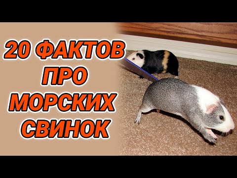 Видео: Интересные факты о морских свинках