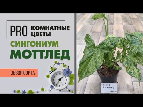 Видео: Сингониум Моттлед - пестрая лиана | Как размножать сингониум