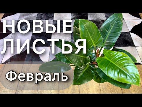 Видео: Обзор растений НОВЫХ ЛИСТЬЕВ Спатифиллум Филодендрон Замиокулькас Монстера Стрелиция Алоказия