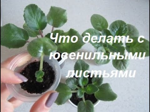 Видео: Нужно ли удалять ювенильные листья  у фиалок.