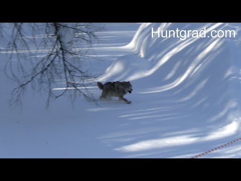 Видео: Охота на волка вспоминаем самые яркие моменты  (Winterjagd auf Wolf Top-Momente) Фильм второй