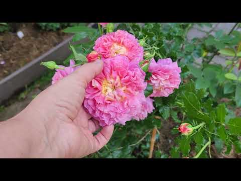 Видео: Розы Манстед Вуд, Твайлайт Зоун, Минерва, Рапсодия ин Блю.