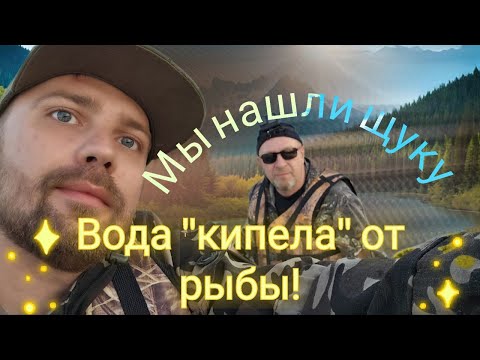 Видео: В краю щук и окуней на спиннинг. Вы такого еще не видели, вода кипела от окуня.