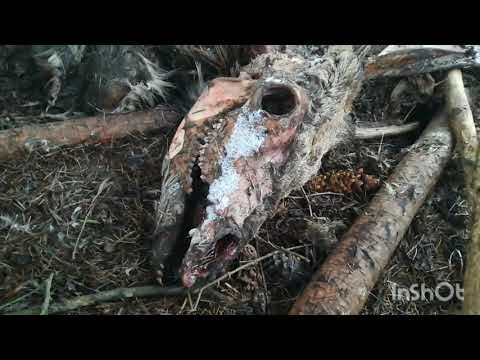 Видео: Поиск рогов лося 2023