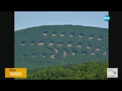 Видео: Кой и защо изсече на квадрати горите край Хасково?