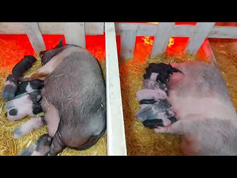 Видео: белоснежный вьетнамский опорос! переходила 4 дня!