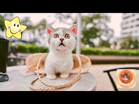 Видео: Забавные кошки: смех до слез | смешные кошки (2024)