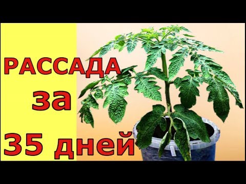 Видео: Выращивание рассады помидоров до ЦВЕТОЧНОЙ КИСТИ за 35 дней