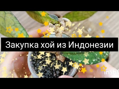 Видео: Закупка хой из Индонезии
