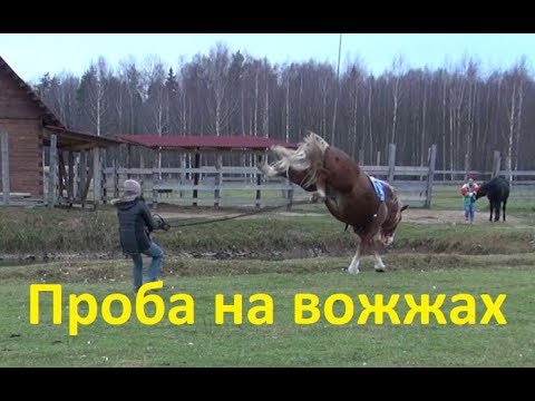 Видео: Второе занятие с русским тяжеловозным мерином Огоньком.