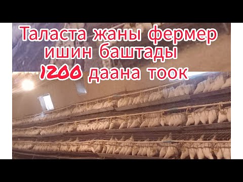 Видео: Тоок таптаган Таластык фермер##птицеводство#талас#жумуртка#куры#тоок#несушка#цыплята