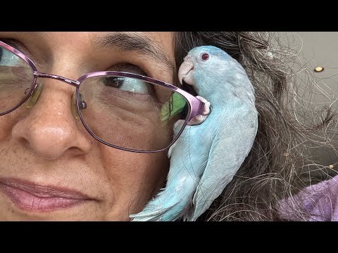 Видео: Основы приручения: 2 подхода, которые всегда работают для меня | #parrot_bliss #birds #parrotlover