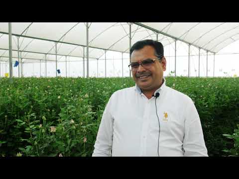 Видео: МЫ В КЕНИИ 🇰🇪 Плантация Heritage Flowers