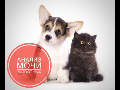 Видео: Анализ мочи животных