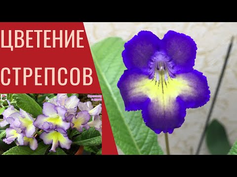 Видео: Мои СТРЕПТОКАРПУСЫ сошли с ума и почти все начинают зацветать!