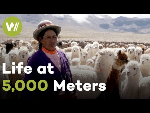 Видео: Пастухи альпак Перу — Древние традиции в Андах | Хранители Земли (5/5)