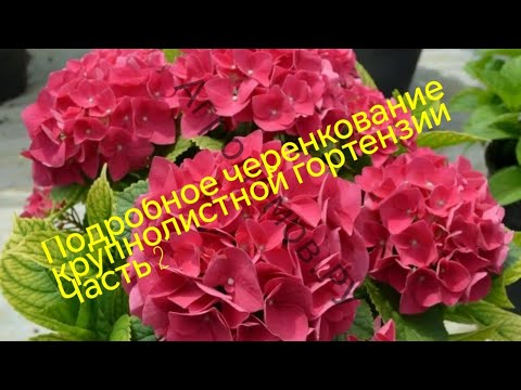 Видео: ЧЕРЕНКОВАНИЕ ГОРТЕНЗИИ. МАСТЕР-КЛАСС. Урок № 2