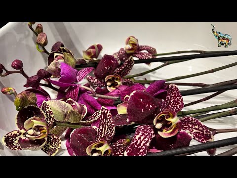 Видео: Пересадка орхидеи в закрытую систему после покупки … #orchid #пересадкаорхидей #phal