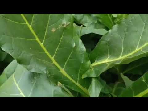 Видео: Кубан криоло 98 Февральская уборка финальная