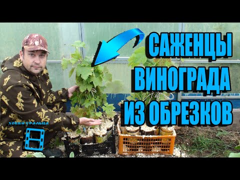 Видео: САЖЕНЦЫ ВИНОГРАДА ИЗ ОБРЕЗКОВ - РЕЗУЛЬТАТ. УБИРАЕМ ИХ НА ХРАНЕНИЕ. ВЫРАЩИВАНИЕ ВИНОГРАДА В ТЕПЛИЦЕ