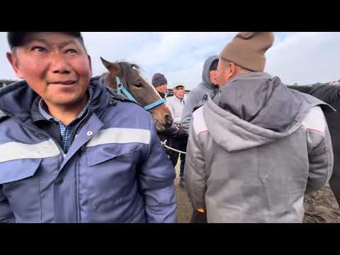 Видео: Жылкы/ Семиз/ Мингич/ Каракол мал базар/ 19-октябрь #малбазар2025 