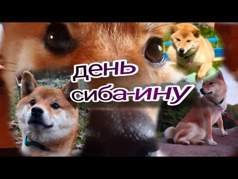 Видео: День сиба-ину / 24часа из жизни сибы