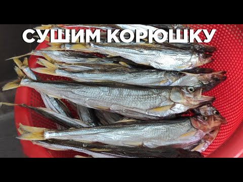 Видео: Ловим и сушим корюшку
