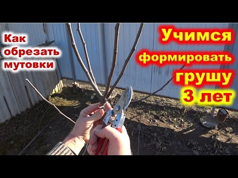 Видео: ФОРМИРОВКА КРОНЫ у ГРУШИ 3 лет. Что делать с рогаткой?