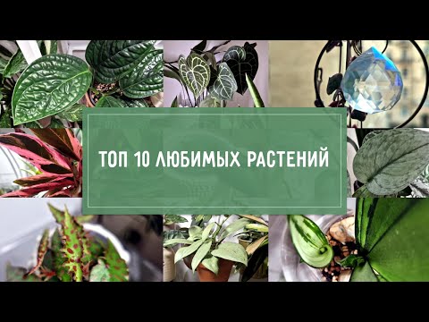 Видео: ТОП 10 растений-любимчиков