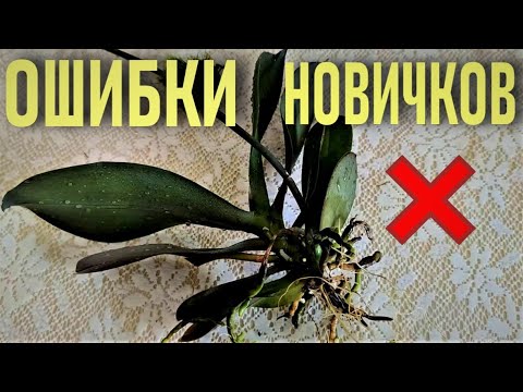 Видео: ОШИБКИ НОВИЧКОВ И ОРХИДЕИ! КАК БЫСТРО ДОВЕСТИ ОРХИДЕЮ ДО ПРЕДСМЕРТНОГО СОСТОЯНИЯ? ЧАСТЬ 1 ОБРЫДАТЬСЯ