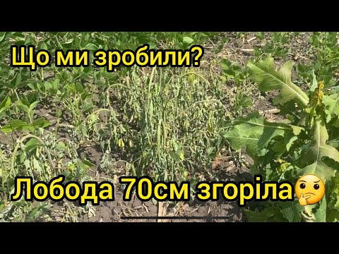 Видео: Перерощі бур'яни горять. Валим на урааааа.