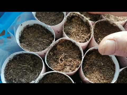 Видео: Быстрый посев наклеенных семян цветов.