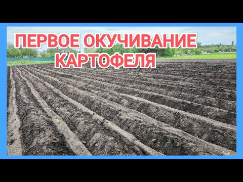 Видео: Первое ОКУЧИВАНИЕ КАРТОФЕЛЯ мотоблоком и  первая ПРОПОЛКА МИНИТРАКТОРОМ
