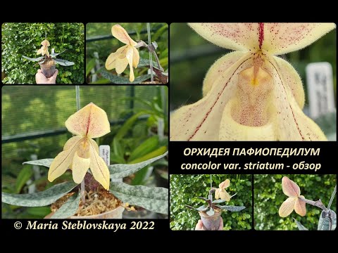Видео: PAPHIOPEDILUM CONCOLOR VAR  STRIATUM - описание, сравнение, основы ухода