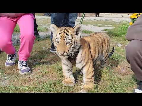 Видео: ТИГРЯТА -1, ЗООПАРК "ЧУДЕСНЫЙ", ПРИМОРЬЕ 