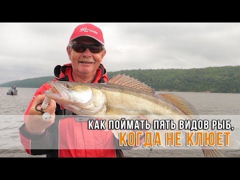 Видео: Как поймать пять видов рыб, когда не клюет?