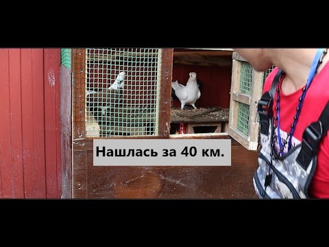 Видео: Одна из моих голубок нашлась