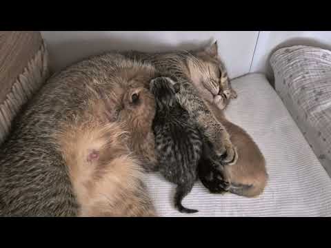 Видео: Хорошего всем настроения 😊