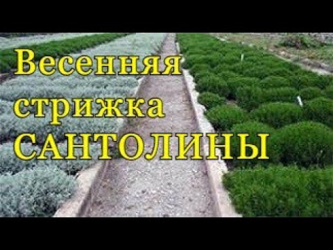 Видео: Стрижка САНТОЛИНЫ - весной.