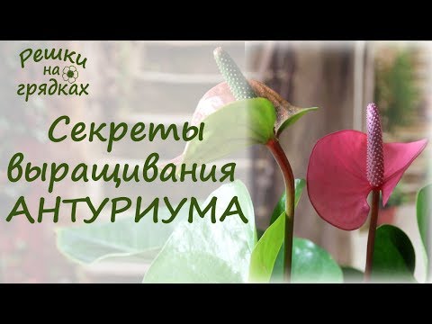 Видео: Не хочет цвести антуриум?! А мы заставим! Спасаем гибнущие антуриумы