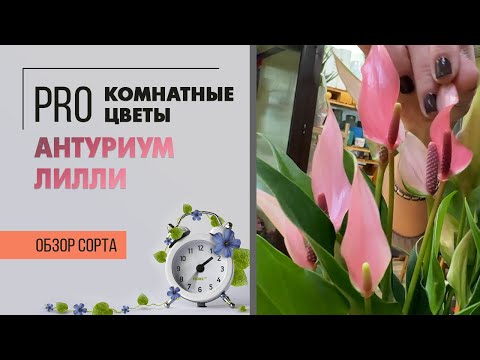 Видео: Антуриум Лилли - миниатюрное цветущее комнатное растение. Обзор сорта.